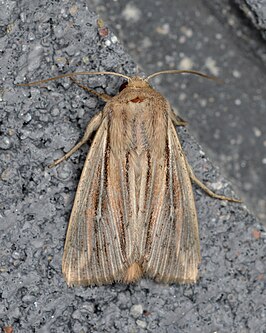 Leucania commoides