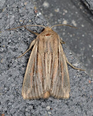 <i>Leucania commoides</i> Species of moth