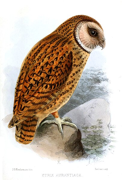 File:Tyto aurantia ("Strix aurantiaca") by Keulemans.jpg