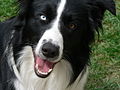 (2)Une photographie d'un border collie avec un 30 mm (Othal)