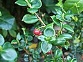 Foliage and fruit; cultivated UK