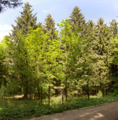 English: Seven Acer Trees (six living one dead) along "Landgrafenweg" (Hiking Trail) near "Sieben Ahorn" Mountain, Ulrichstein, Feldkruecken, Hesse, Germany