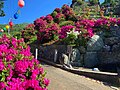 寺に植えられたツツジ属（日本・徳島県）