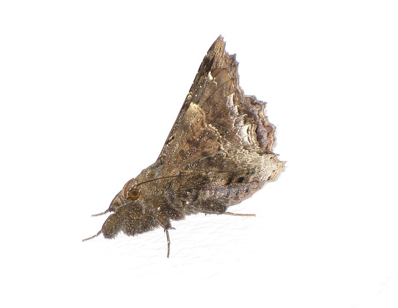 File:Unidentified moth 6814.JPG