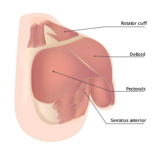 File:Upper body muscles.svg