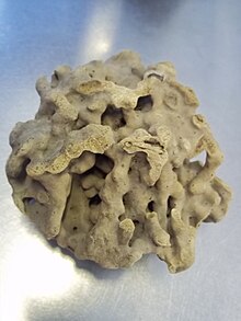 Uruguaya coralloides 2.jpg