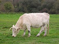 Vache utrka charolaise.jpg