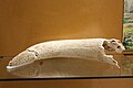 Corno fosilizado de uro, atopado na Cova de Parpalló (Gandía, Valencia) e exposto no Museo de Prehistoria de Valencia. Está datado entre o 30.000 e o 10.500 a.C.