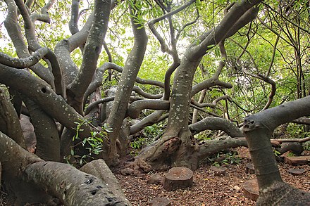 Section of Van Riebeeck's Hedge Van Riebeeck's Hedge, Kirstenbosch Botanical Garden, Cape Town-003.jpg