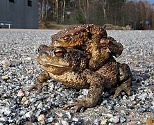 Pilkosios rupūžės amplekso metu