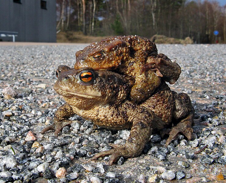 File:Vanlig padda - Bufo bufo.jpg