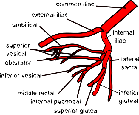 File:Variation 1 of internal iliac artery branching.svg