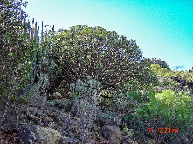 File:Vegetation in Gran Canaria 2005-01-11 11.jpg