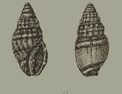 Vexillum accinctum 001.jpg