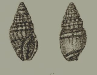 <i>Vexillum accinctum</i> Species of gastropod