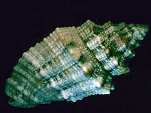 Vexillum crispum, abapertural view Vexillum crispum 001.jpg