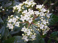 ViburnumTinus-'Gwenllian'-flower.jpg
