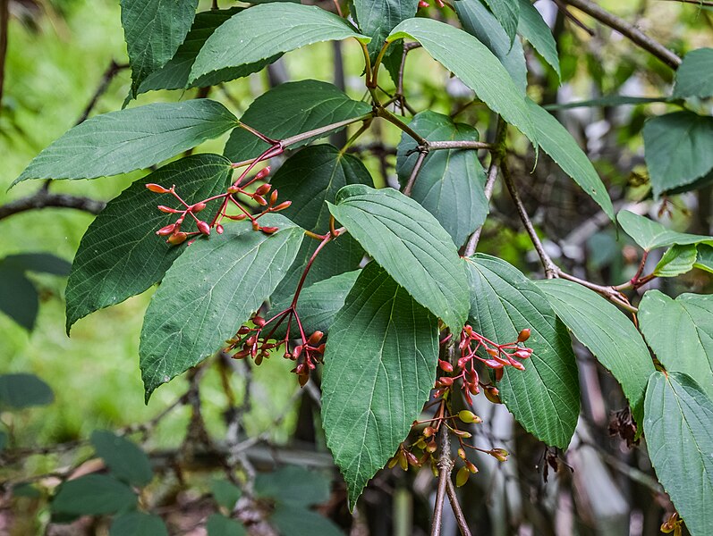 File:Viburnum setigerum in Hackfalls Arboretum (3).jpg