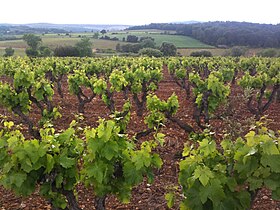 A Languedoc-Saint Drézéry cikk illusztráló képe