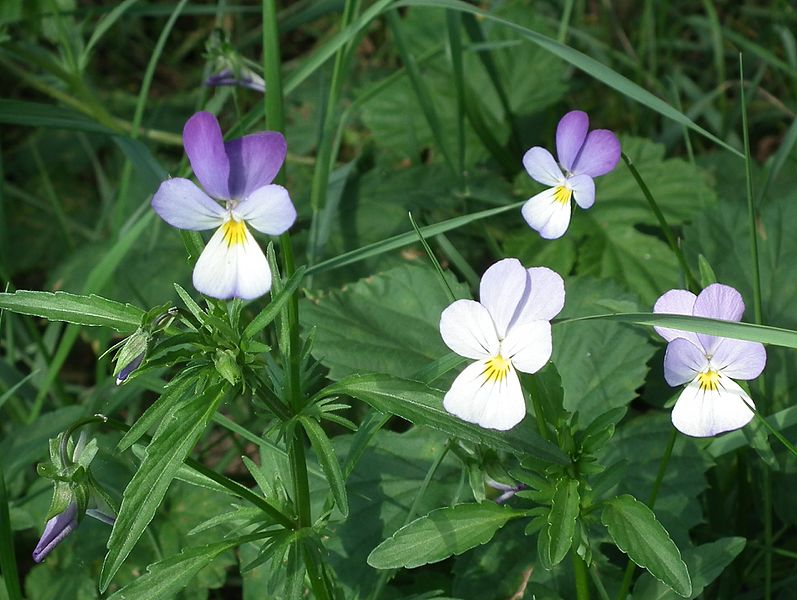 File:Viola tricolor (Grabia meadows).jpg