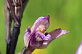 Violet Limodore - Limodorum abortivum (14301033521).jpg