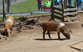 Protestschweine