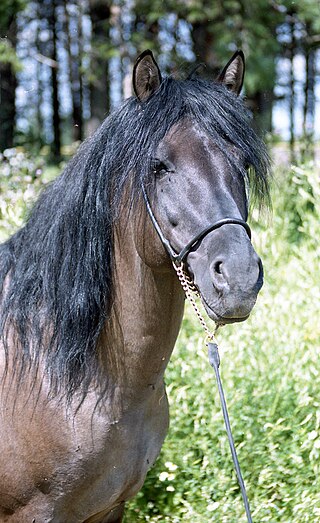 <span class="mw-page-title-main">Vyatka horse</span> Horse breed of the Russian Federation