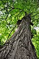 Linden tree in the park