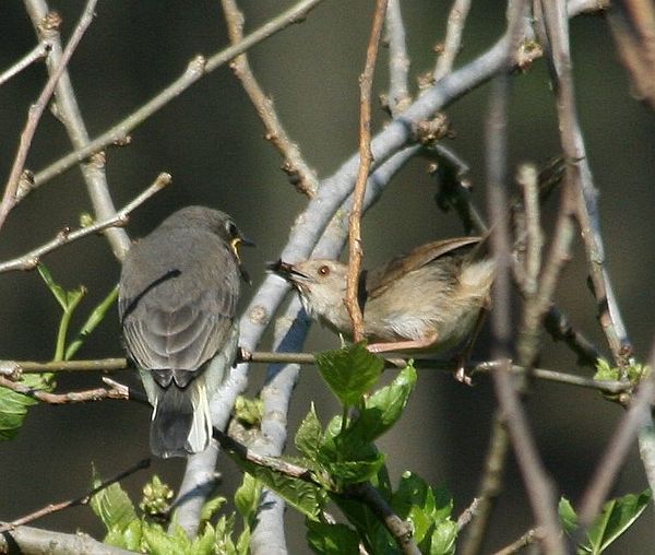 Brown-backed honeybird juvenile fed by host parent, a rock-loving cisticola