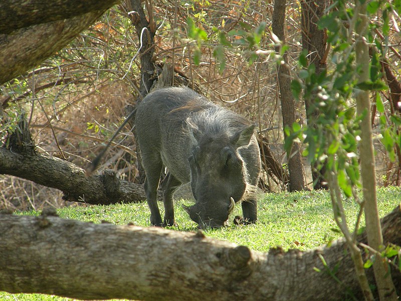 File:Warthogs on the lawn - panoramio (6).jpg