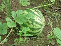 Water melon in Bahoni garden (2850526653).jpg