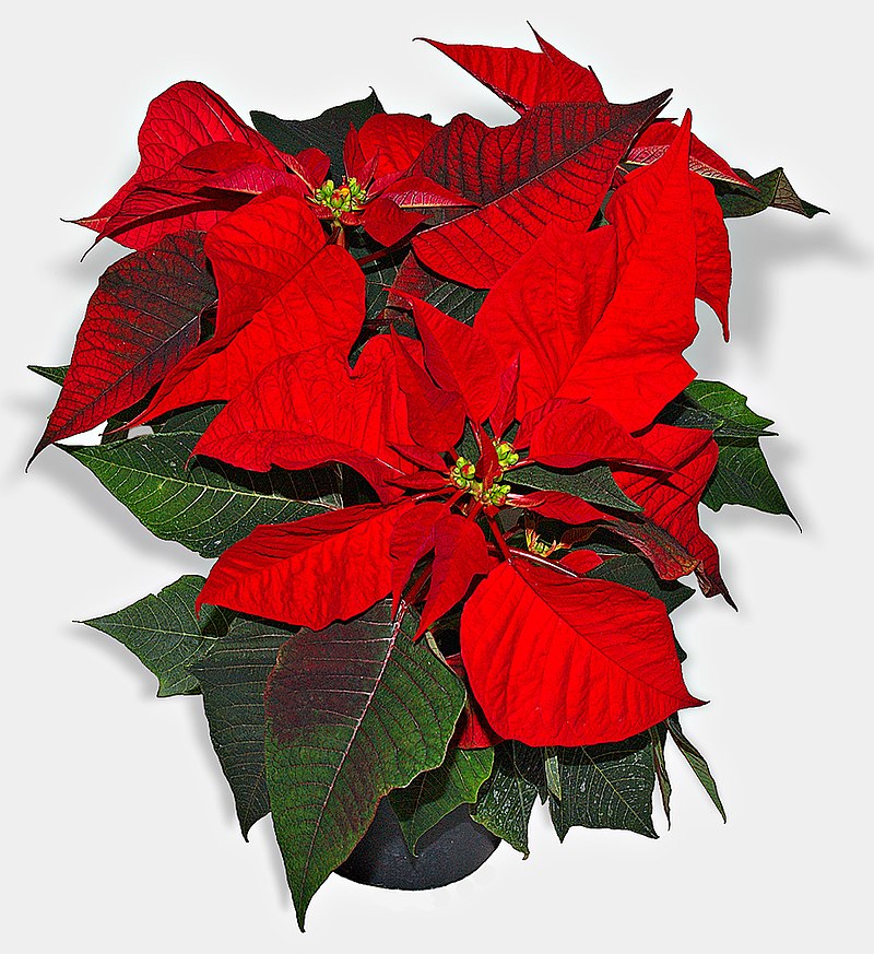 Poinsettia shop