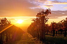 Vineyard in Ruppersthal facing south