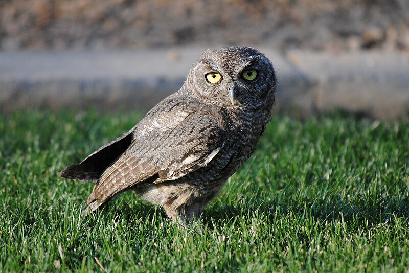 File:Western Screech Owl.jpg