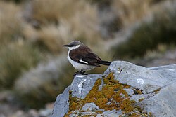 Cinclodes de vientre blanco (Cinclodes palliatus) .jpg