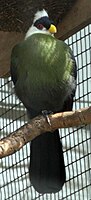 White-crested Turaco