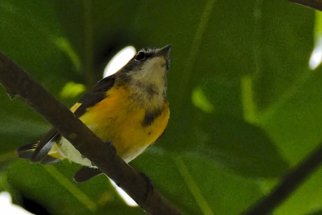 Blankabrida parulio