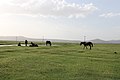 Wild horses in the Hürmetçi.jpg