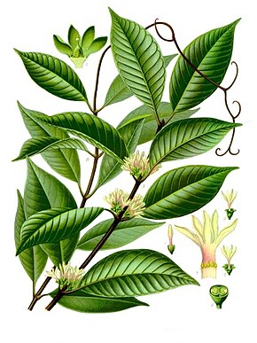 Kuvan kuvaus Willughbeia_coriacea _-_ Köhler - s_Medizinal-Pflanzen-282.jpg.