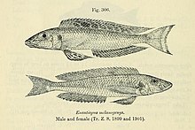 Xenotilapia melanogenys.jpg