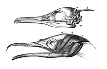 Occipital crest or os nuchale in Phalacrocorax carbo Xiphoid phalacrocorax.jpg