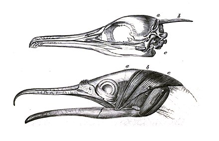 Функции черепа у птиц
