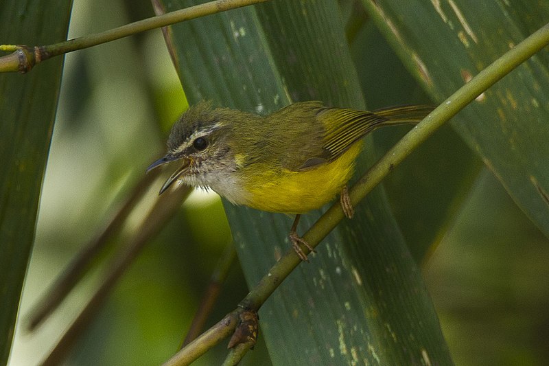 File:Yellow-bellied Warbler - Bhutan S4E1091 (18646959853).jpg