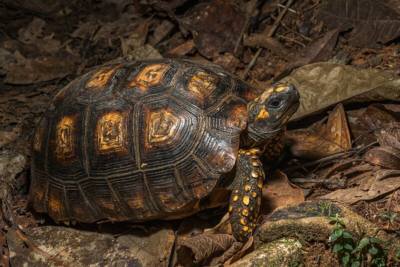 File:Yellow-footed tortoise.jpg