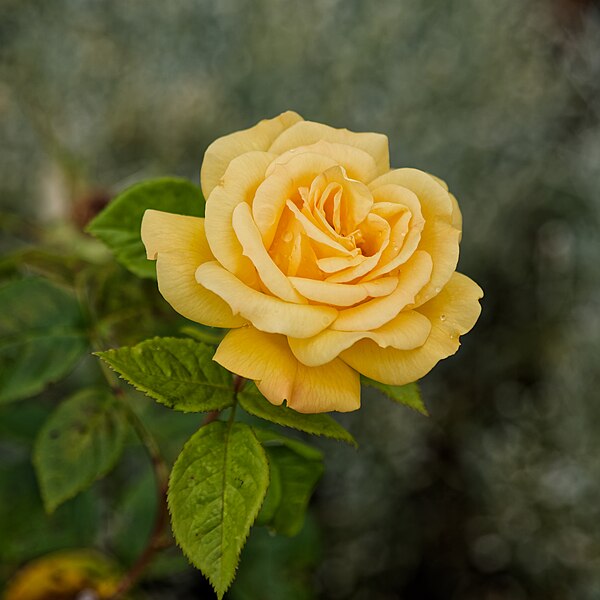 File:Yellow rose Harlow Museum & Walled Gardens, Essex.jpg