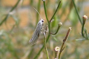 Traubenkirschen-Gespinstmotte (Yponomeuta evonymellus)