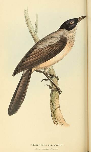 File:Zoological Illustrations Volume II Series 2 080.jpg