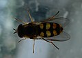 hoverfly on window