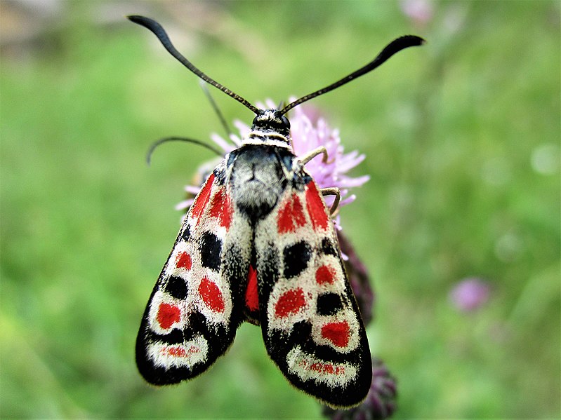 File:Zygaena carniolica (8).jpg