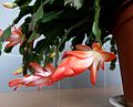 Schlumbergera truncata (ru:Шлюмбергера усечённая, или зигокактус усечённый) (en:False Christmas cactus) (de:Weihnachtskaktus) (lv:Nošķeltā šlumbergera jeb Ziemassvētku kaktuss)